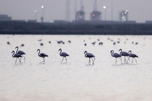 Flamingolar Kışı Geçirmek İçin Mısır'a Gelmeye Başladı