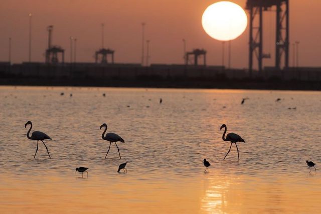 Flamingolar Kışı Geçirmek İçin Mısır'a Gelmeye Başladı
