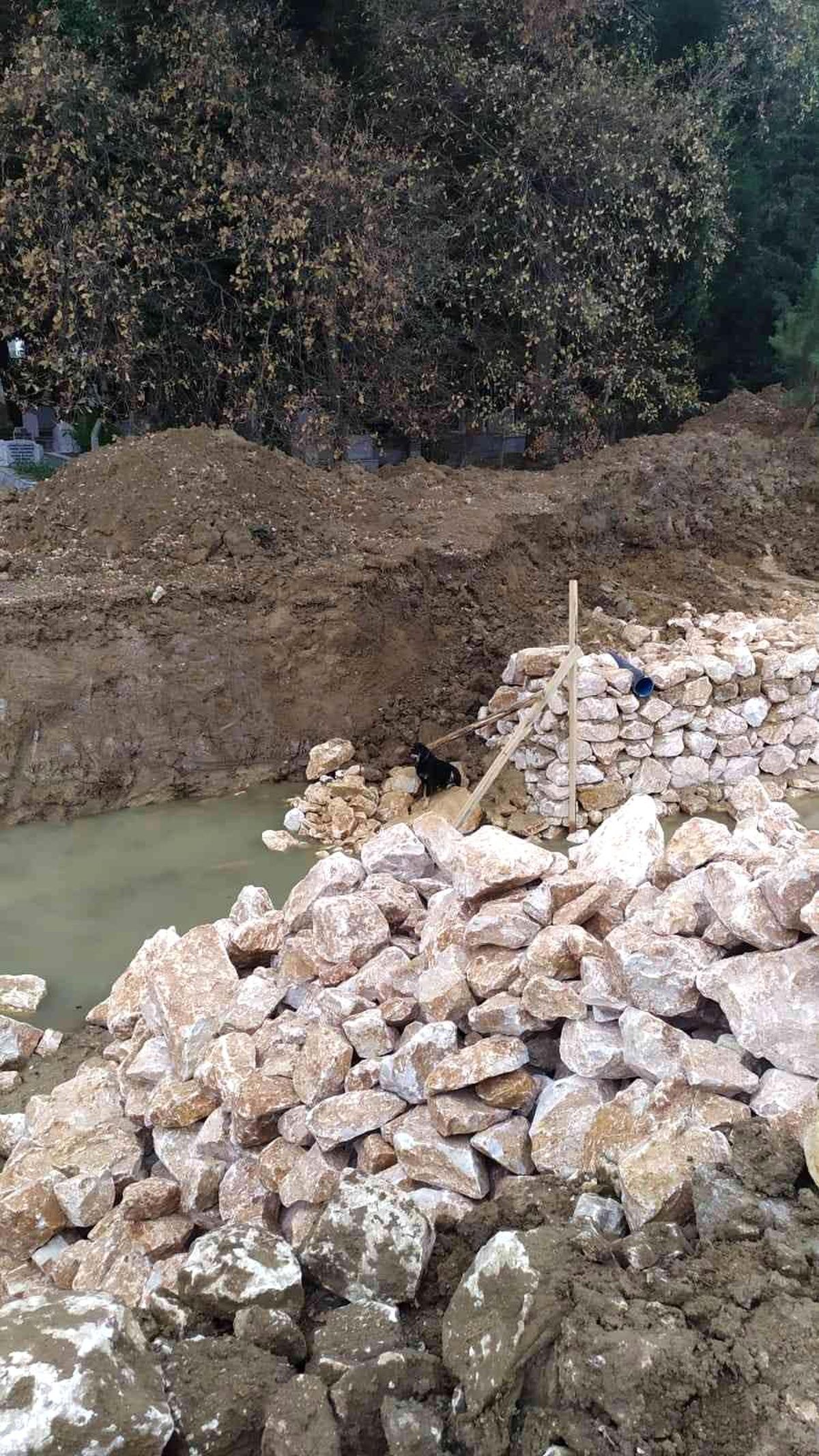 Yalova\'da dere yatağına düşen köpeği itfaiye kurtardı