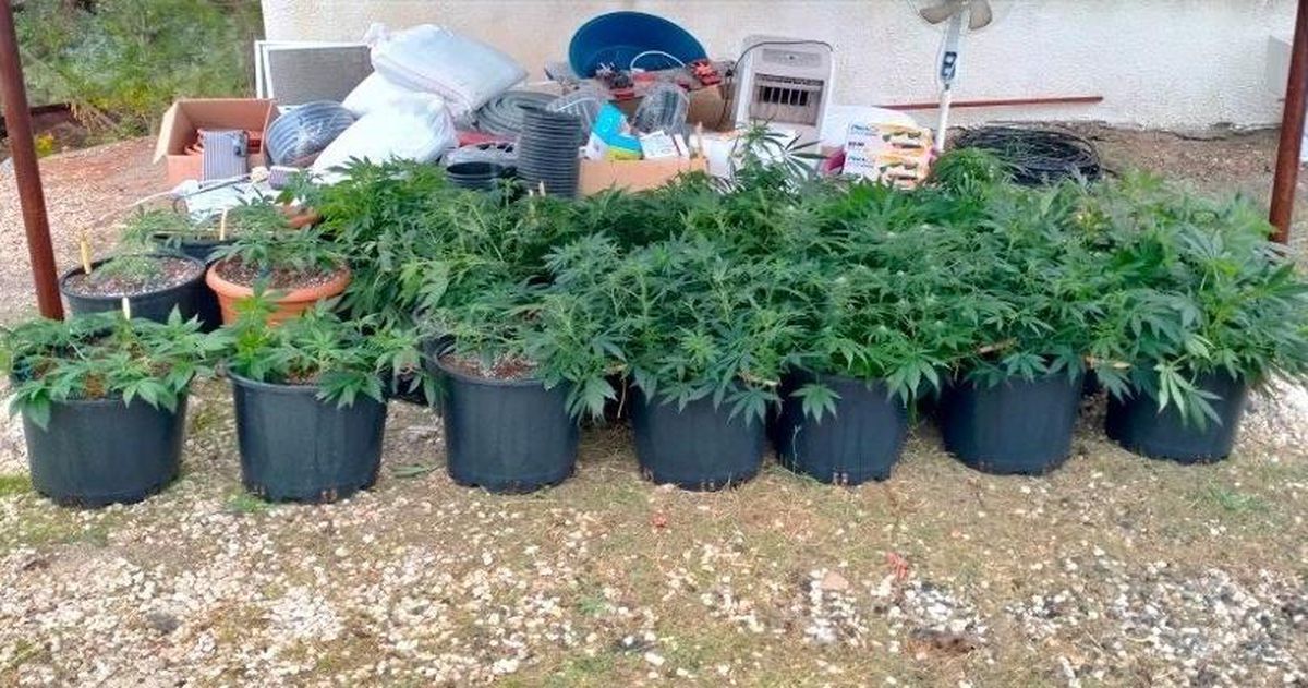 Adana\'da iklimlendirme sistemiyle kenevir yetiştiren 2 zanlı yakalandı