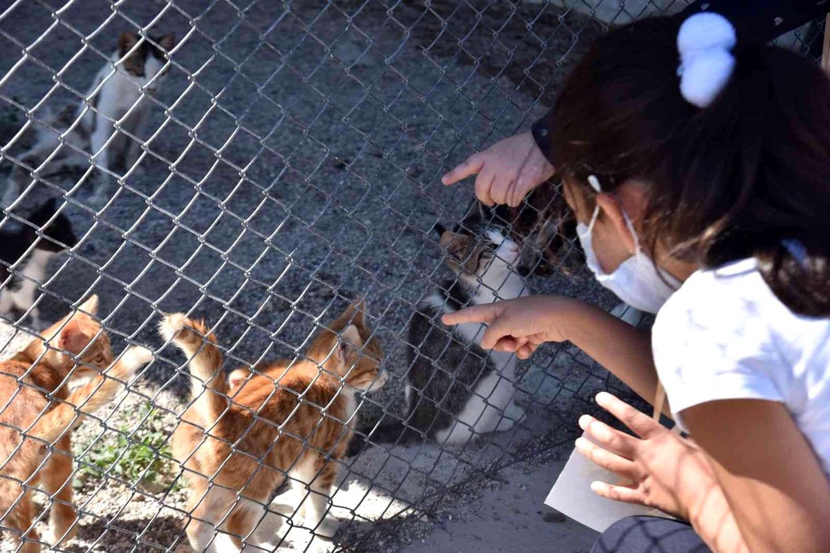 Evde bakılan kedi ve köpekler için mikroçip uyarısı