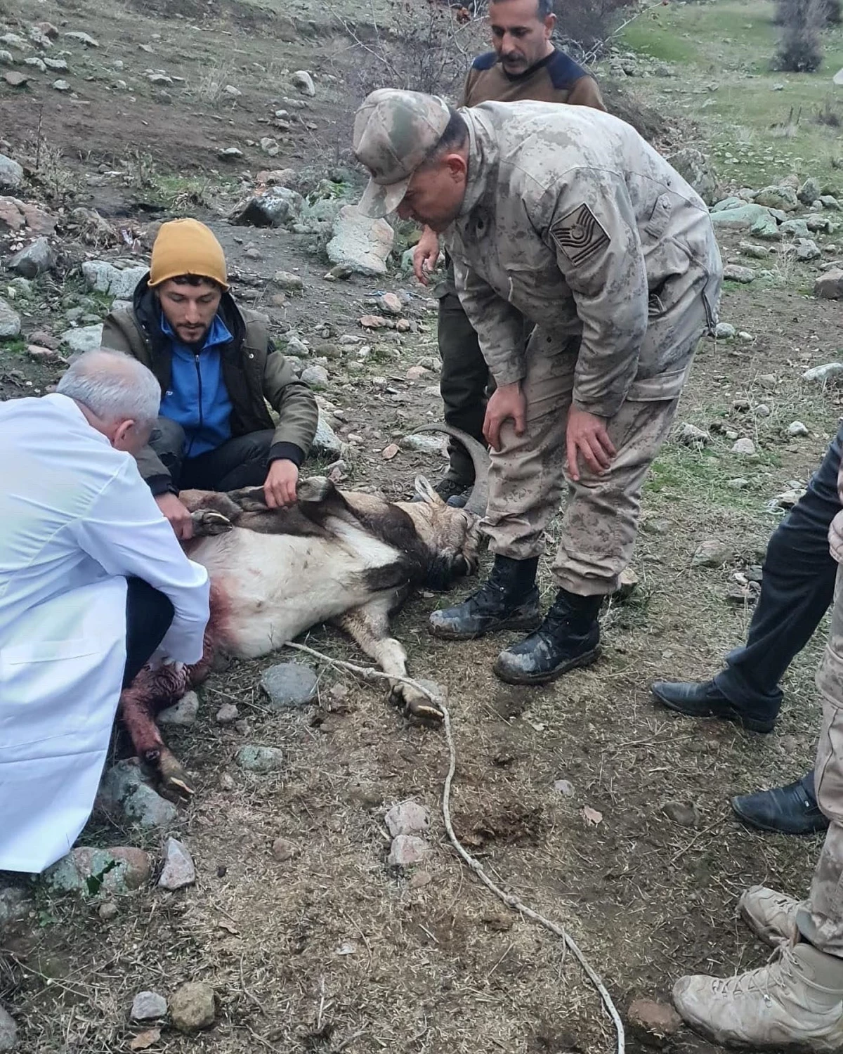 Tunceli\'de jandarmanın yaralı bulduğu yaban keçisi tedaviye alındı