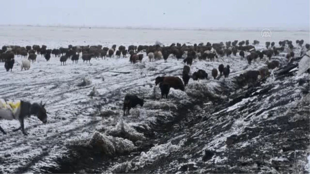 Çobanların koyun sürüleriyle zorlu göçü sürüyor