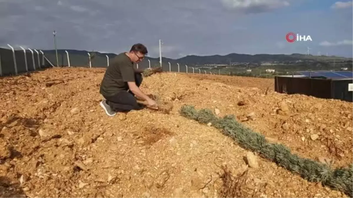 Devletten kiraladığı araziye 15 bin adet lavanta dikti