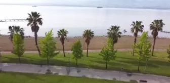 İzmit Körfezi'nin derinliklerinde denizatları görüntülendi