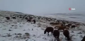 Kars'ta göçerlerin kar altında zorlu yolculuğu