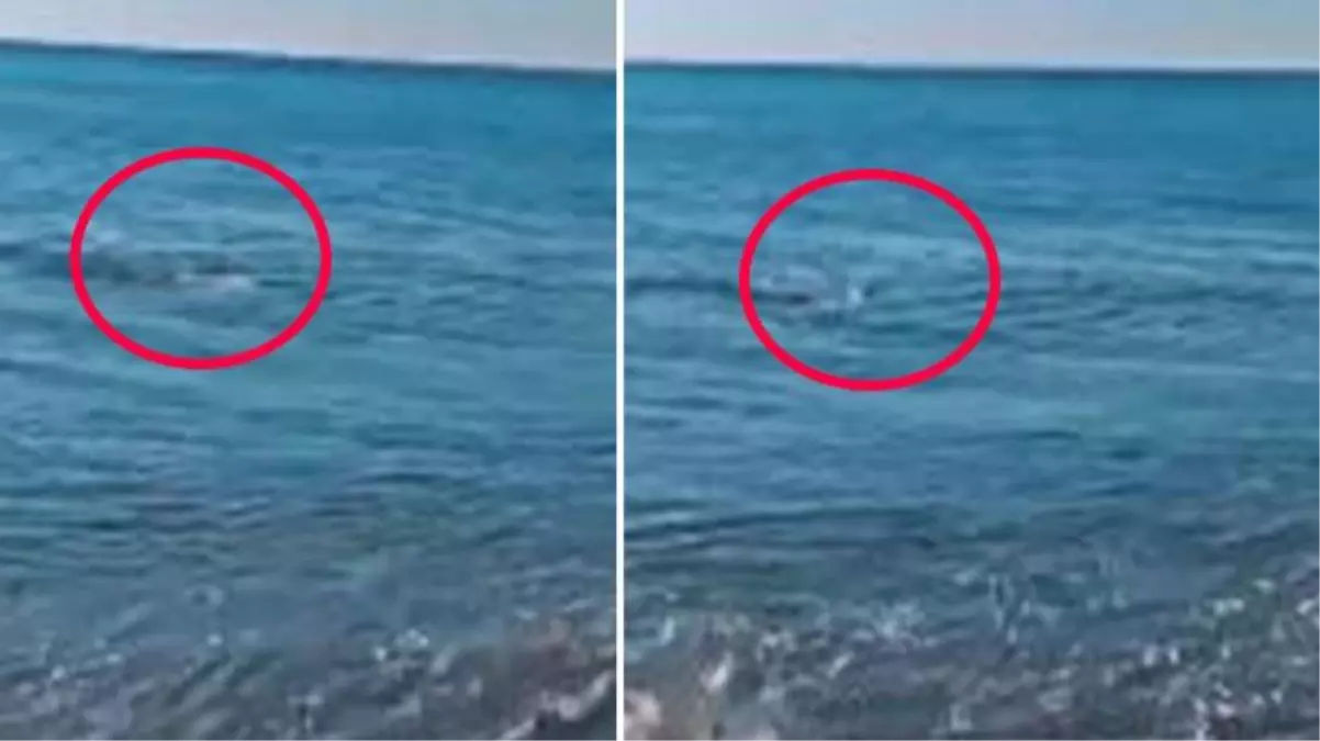 Amatör balıkçı misinasına gelen hayvanı görünce ne yapacağını şaşırdı