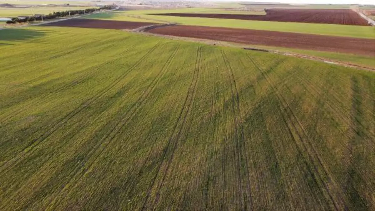 PROF. DR. KAYA: YAĞMUR BUĞDAYI KURTARDI, TARIM ÇOK BÜYÜK ETKİLENİRDİ