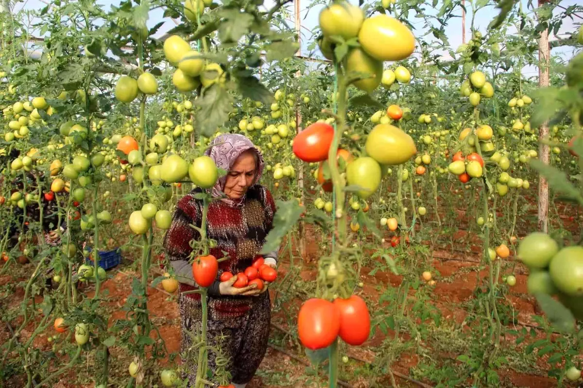 Üreticiden büyükşehirlerdeki domates fiyatına tepki