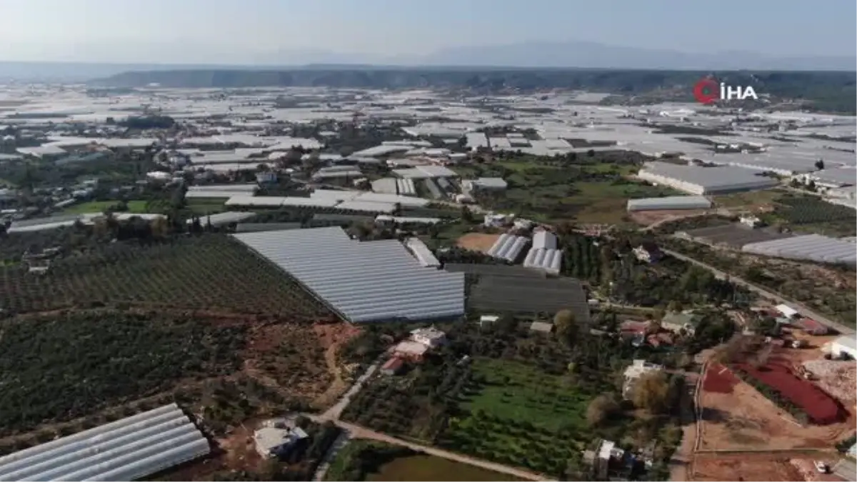 Üreticiden büyükşehirlerdeki domatesin fiyatına tepki