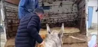 Ayakları sakat doğan sıpa, tedavisi için 800 kilometre uzağa gönderildi