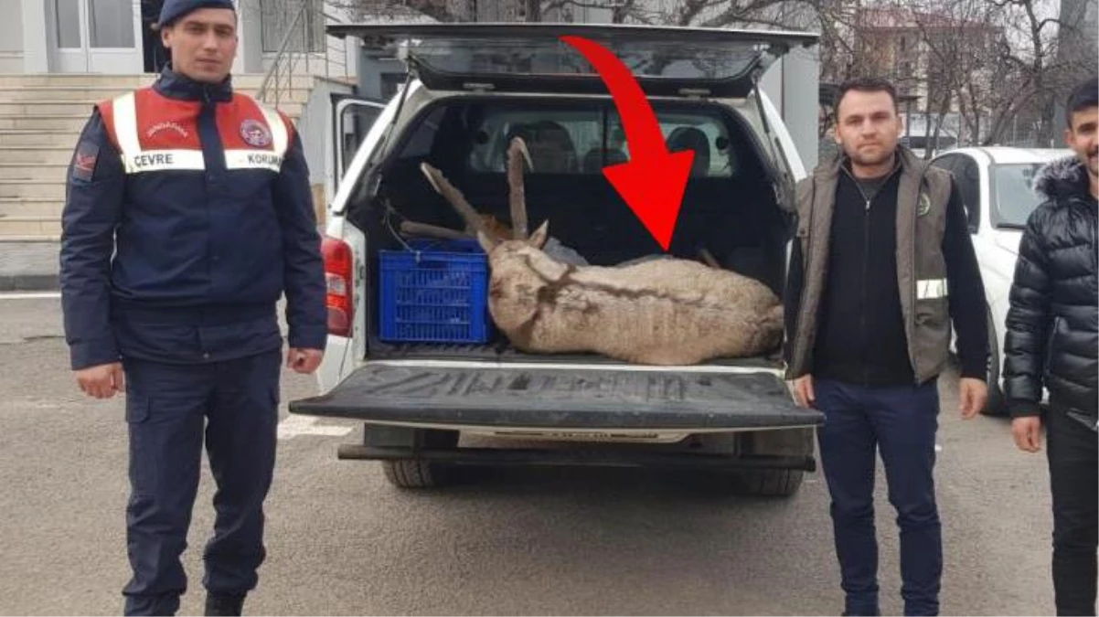 Sivas\'ta dağ keçisini öldüren ve koruma alanında hayvan avlamaktan suçlanan şahıs, 250 bin lira para cezasına çarptırıldı