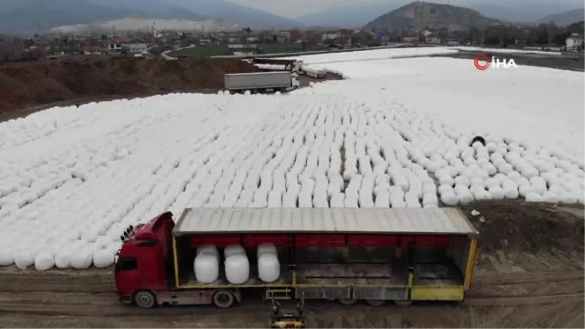 Görenleri şaşırtan manzara... Binlerce küspe balyası böyle görüntülendi