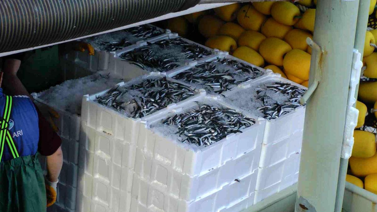 Karadeniz\'de kilolarca hamsi yakalanınca, vatandaşa bedava dağıtıldı