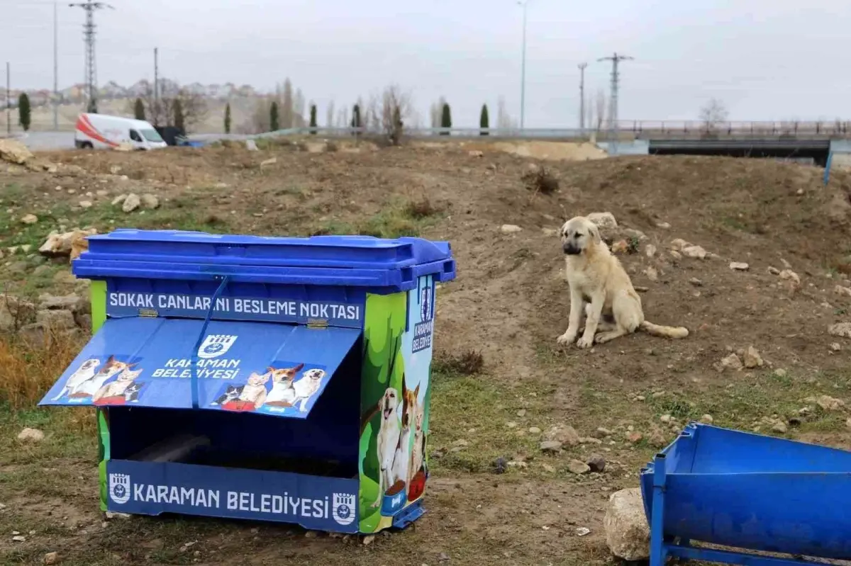 Karaman\'da sokak hayvanları için beslenme noktaları yapılıyor