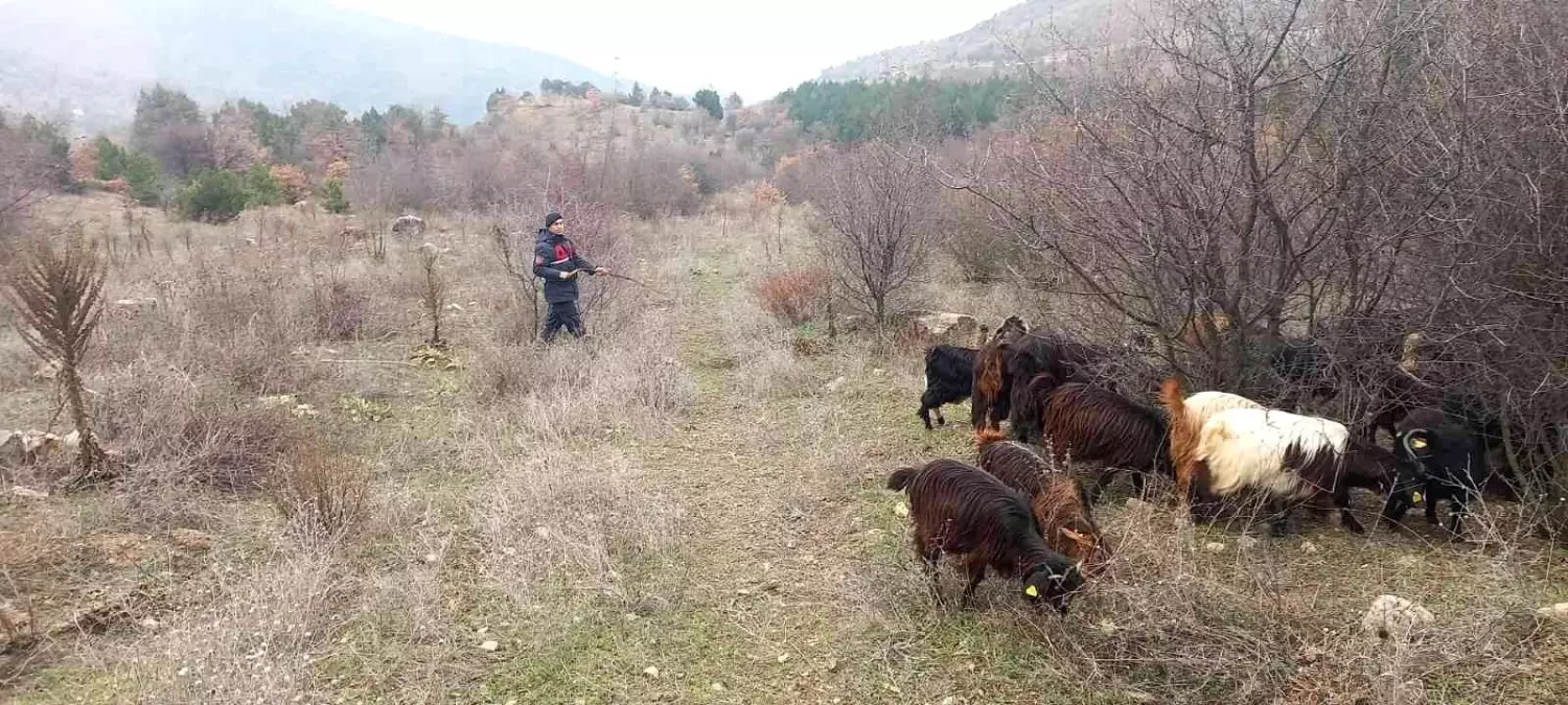 Kaybolan 70 küçükbaş hayvan jandarma ekiplerince bulundu