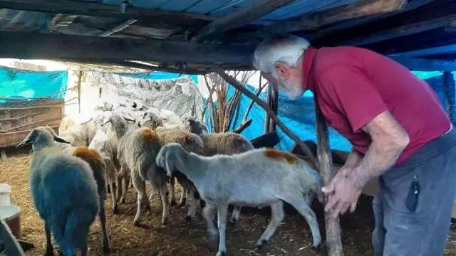 Koca köy diken üstünde! Gece ahıra dalan gizemli yaratık koyunları yedi