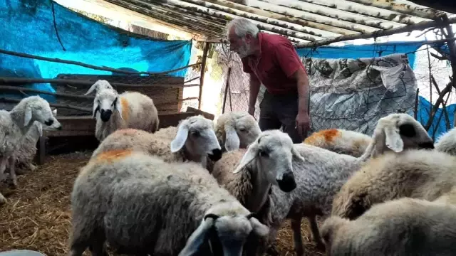 Koca köy diken üstünde! Gece ahıra dalan gizemli yaratık koyunları yedi