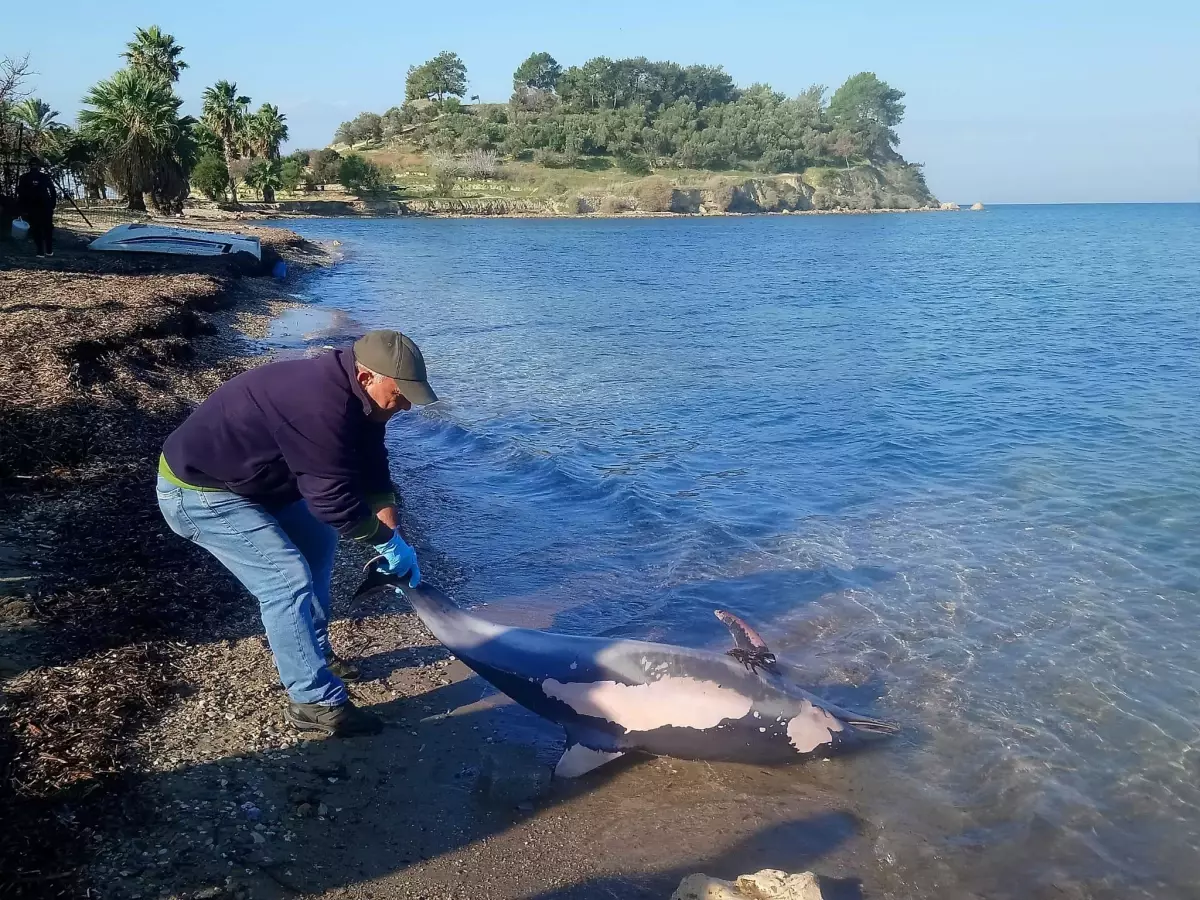 Kuşadası\'nda ölü yunus sahile vurdu