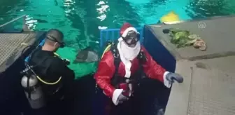 RİO DE JANEİRO - Brezilya'da Noel Baba köpek balıklarıyla yüzdü