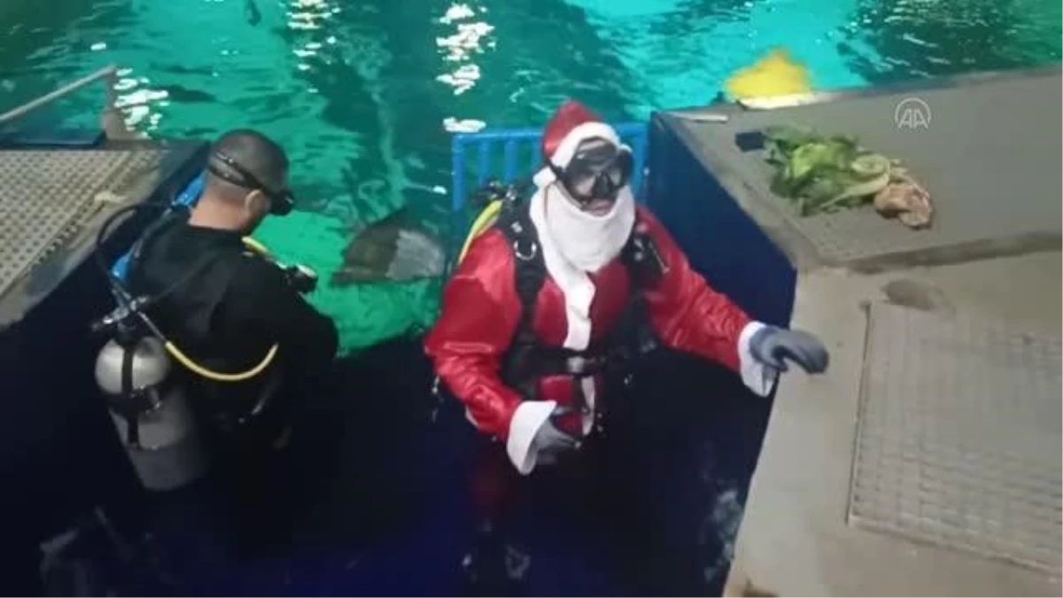RİO DE JANEİRO - Brezilya\'da Noel Baba köpek balıklarıyla yüzdü