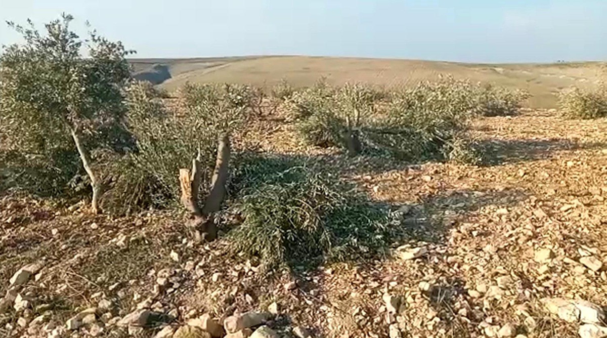 Şanlıurfa\'da yüzlerce zeytin ağacı kimliği belirsiz kişilerce kesildi