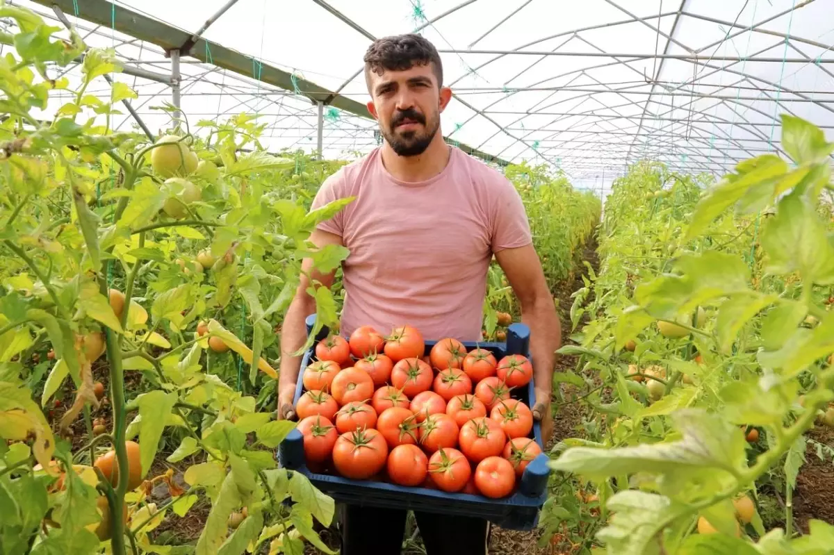 Şehir hayatını bırakıp köyünde sera kurdu