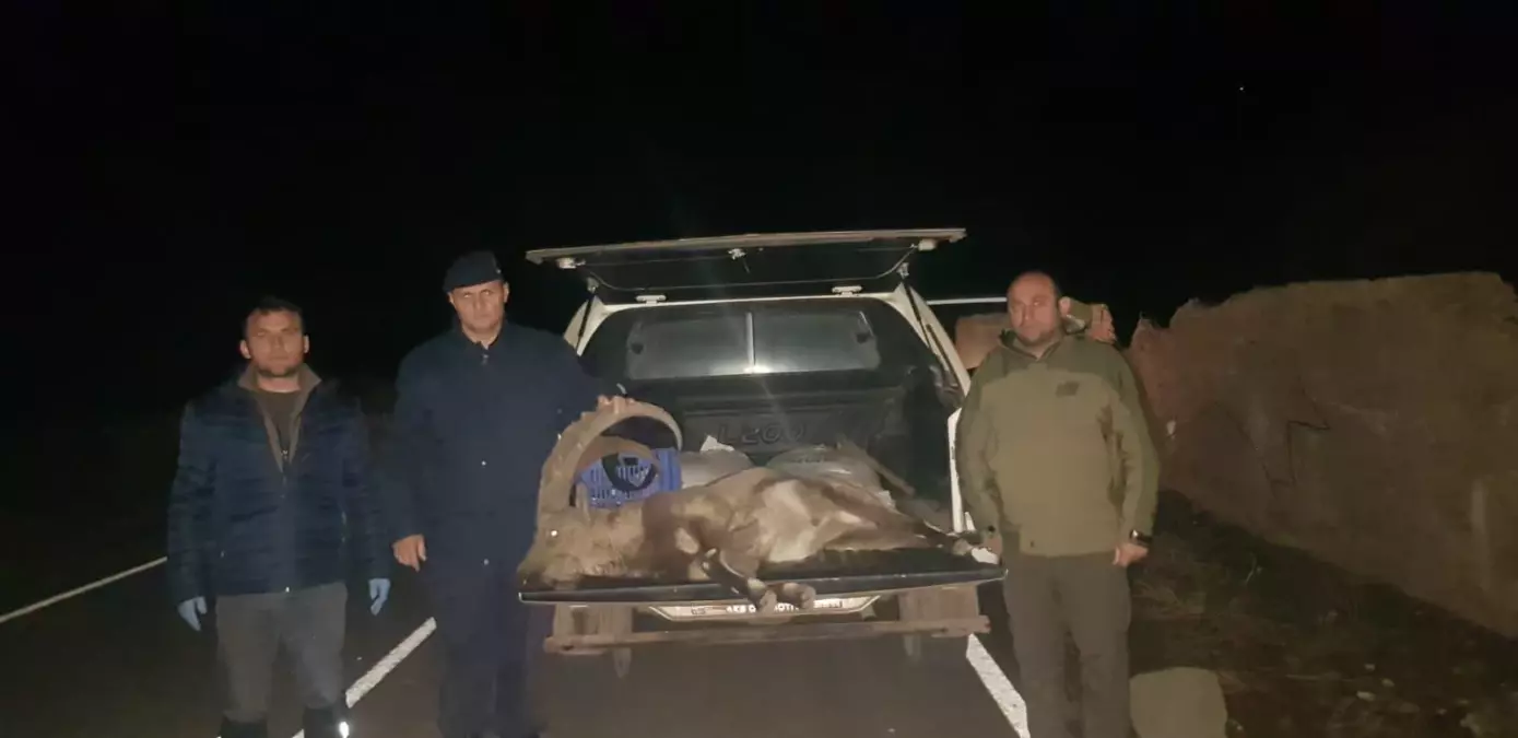 Sivas\'ta dağ keçisi avlayan kişiye 250 bin lira para cezası kesildi