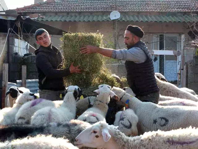 Balıkesir'de çiçek hastalığı çıktı, 160 koyun ve 80 kuzu telef oldu