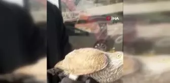 Balkonda yaralı bulunan Atmaca, DKMP ekiplerine teslim edildi