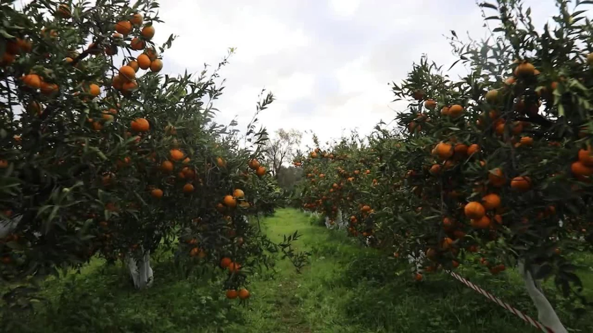 Bodrum Belediye Başkanı Aras, Öğrencilerle Mandalina Hasadı Yaptı