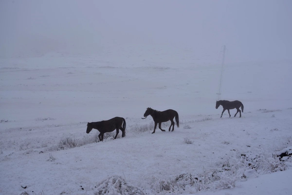 Kars\'ta kışın doğaya salınan atlar karlı arazide yaşam savaşı veriyor