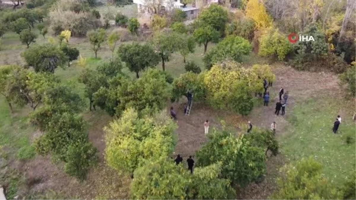 Kozan Belediyesi\'nden halka açık narenciye bahçesinde ilk hasat