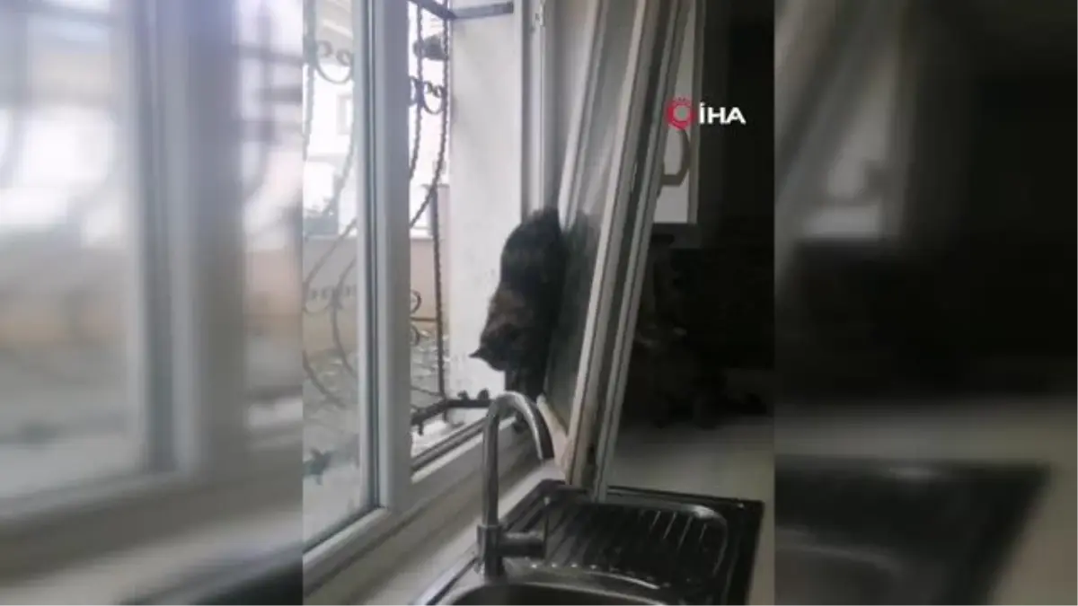 Pencereye sıkışan kedi böyle kurtarıldı