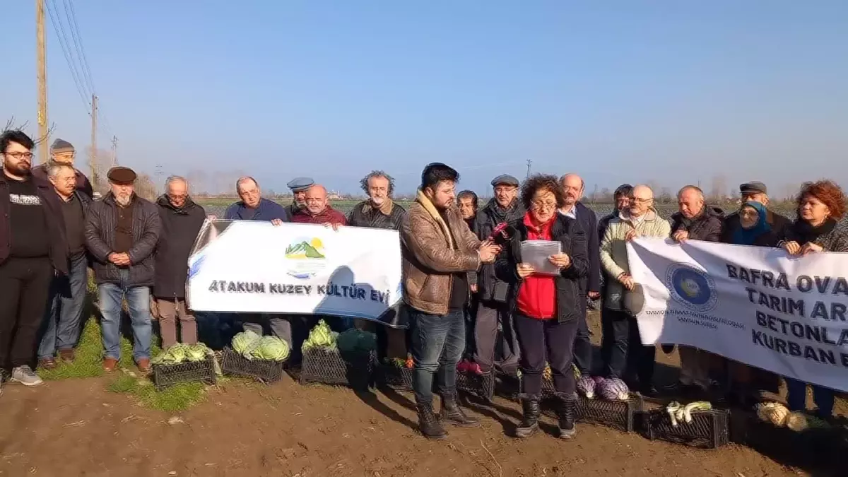 Samsun Bafra\'da Tarım Arazileri Üzerine Kurulması Planlanan Hal Projesine Tepki: "Bu Arazilerin Tarım Dışına Çıkarılarak İmara Açılması Cinayettir"