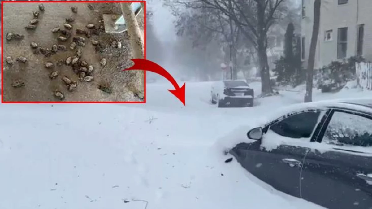 Dondurucu kar fırtınası nedeniyle 41 kişinin yaşamını kaybettiği ABD\'de gökten yarasa yağdı