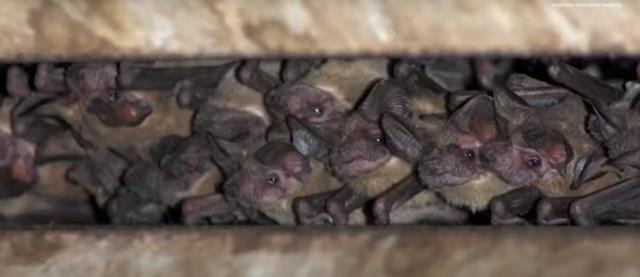 Böylesini ilk kez yaşıyorlar! Kar fırtınası nedeniyle 41 kişinin öldüğü ABD'de gökten yarasa yağdı