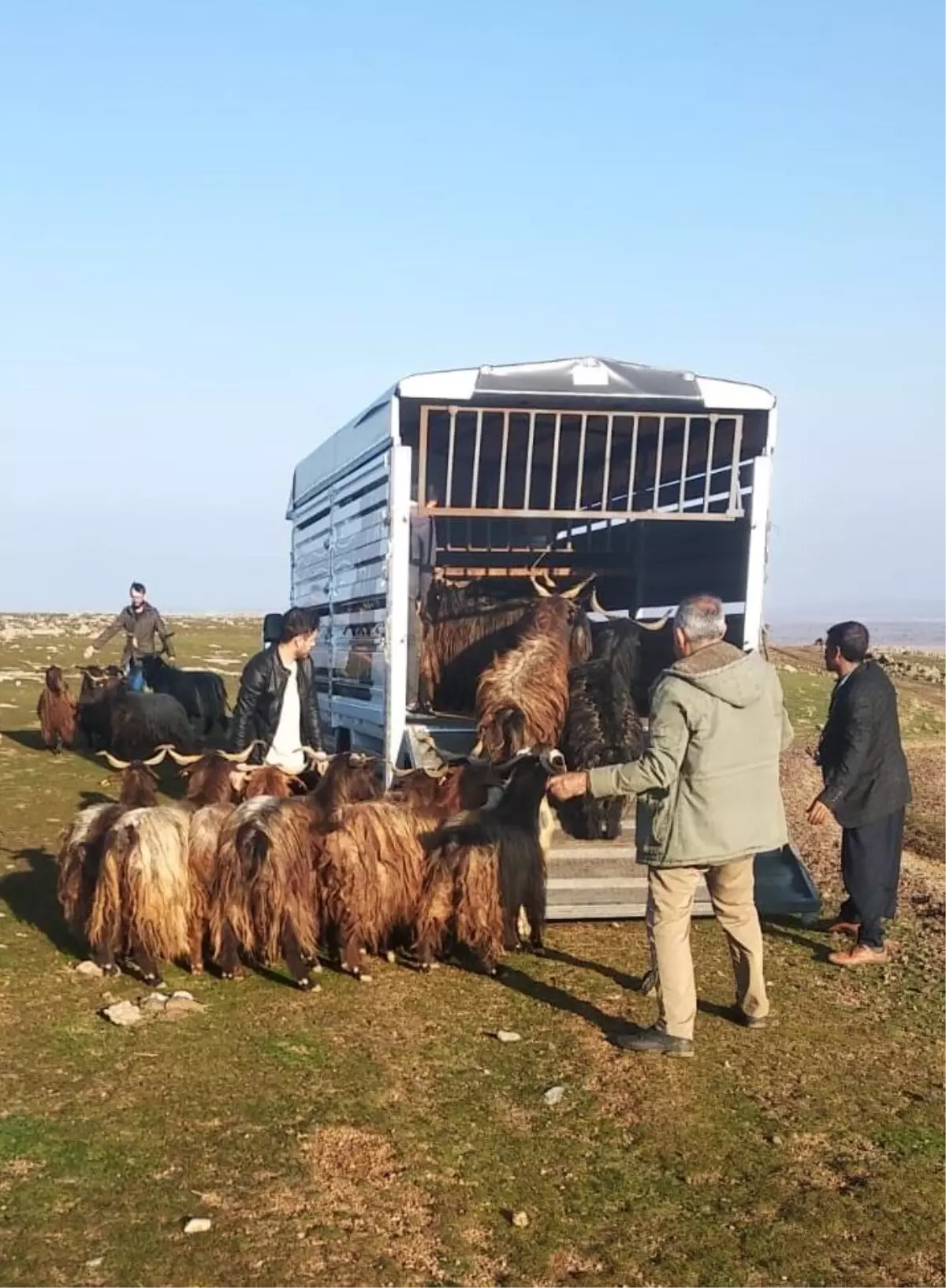 Şanlıurfa\'da hayvan hırsızlığı yapan 2 şüpheli Diyarbakır\'da yakalandı