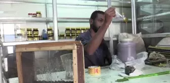 Sudan'da kronik hastalar şifayı arı iğnesinde arıyor