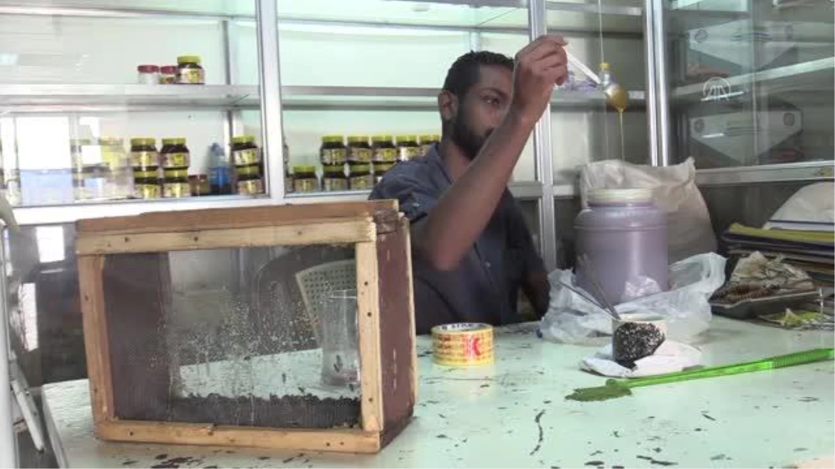 Sudan\'da kronik hastalar şifayı arı iğnesinde arıyor