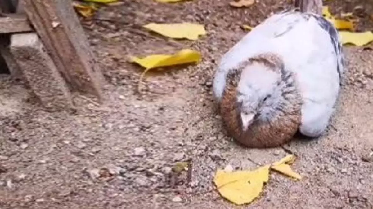 14 yıllık güvercini gözlerinin önünde titreyerek can verdi, o ise çaresizce izledi