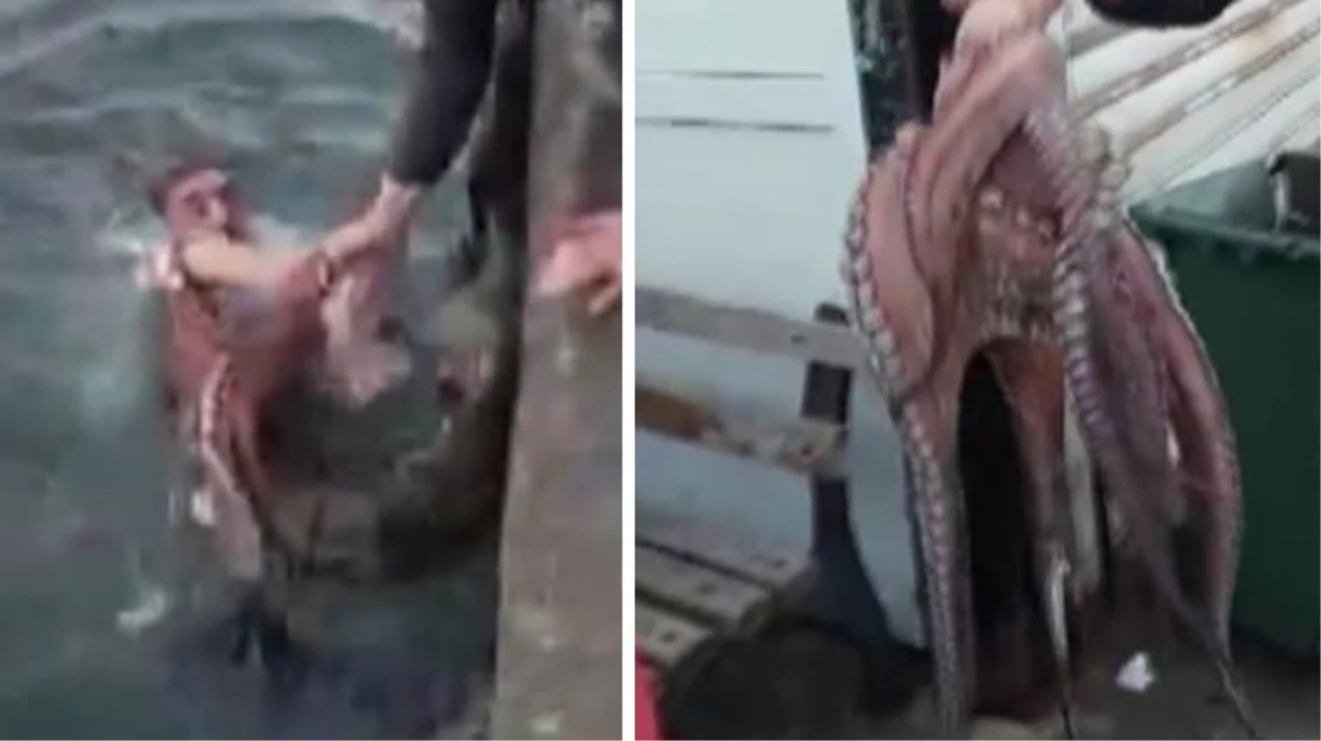 6 kiloluk ahtapotu denize atlayıp eliyle yakaladı! Kilosunu 360 liradan sattı