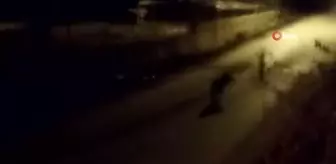 Aç kalan kurt ilçe merkezine indi