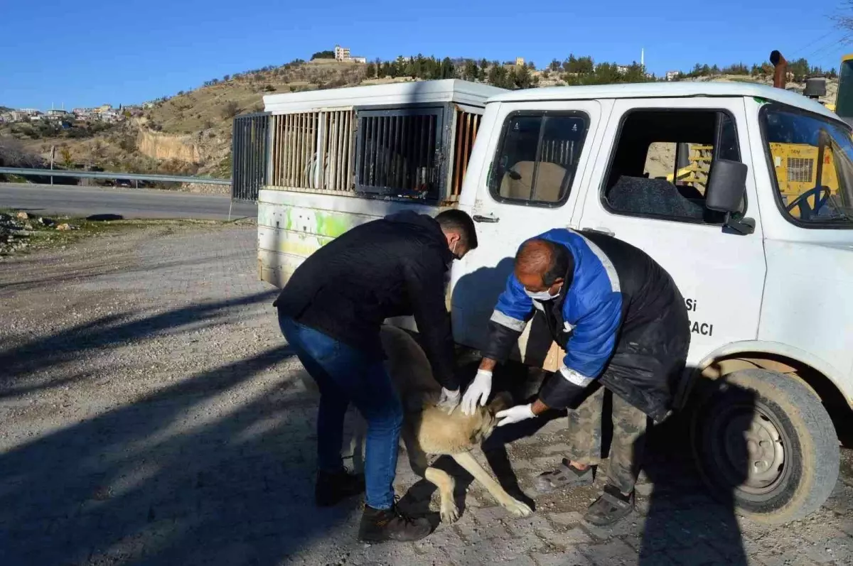 Besni\'de sokak hayvanlarına kuduz aşısı yapılmaya başlandı