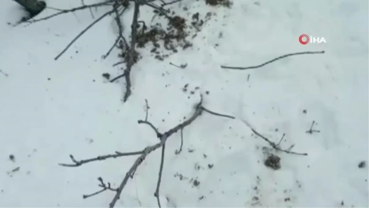 Bingöl'de kurt sürüsü koyunlara saldırdı: 25 koyun telef oldu, 15'i kayıp