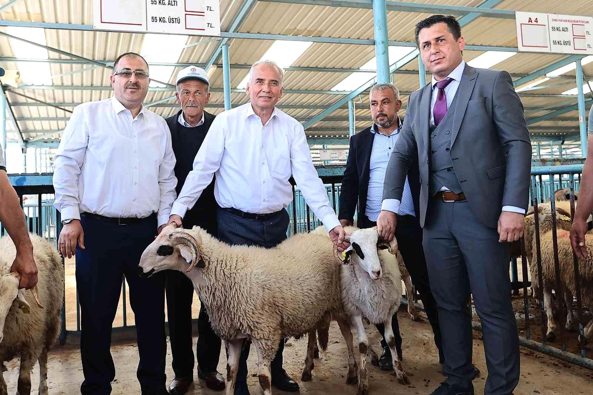 Denizlili yetiştiricilere 1000 adet damızlık koç ve teke dağıtılacak