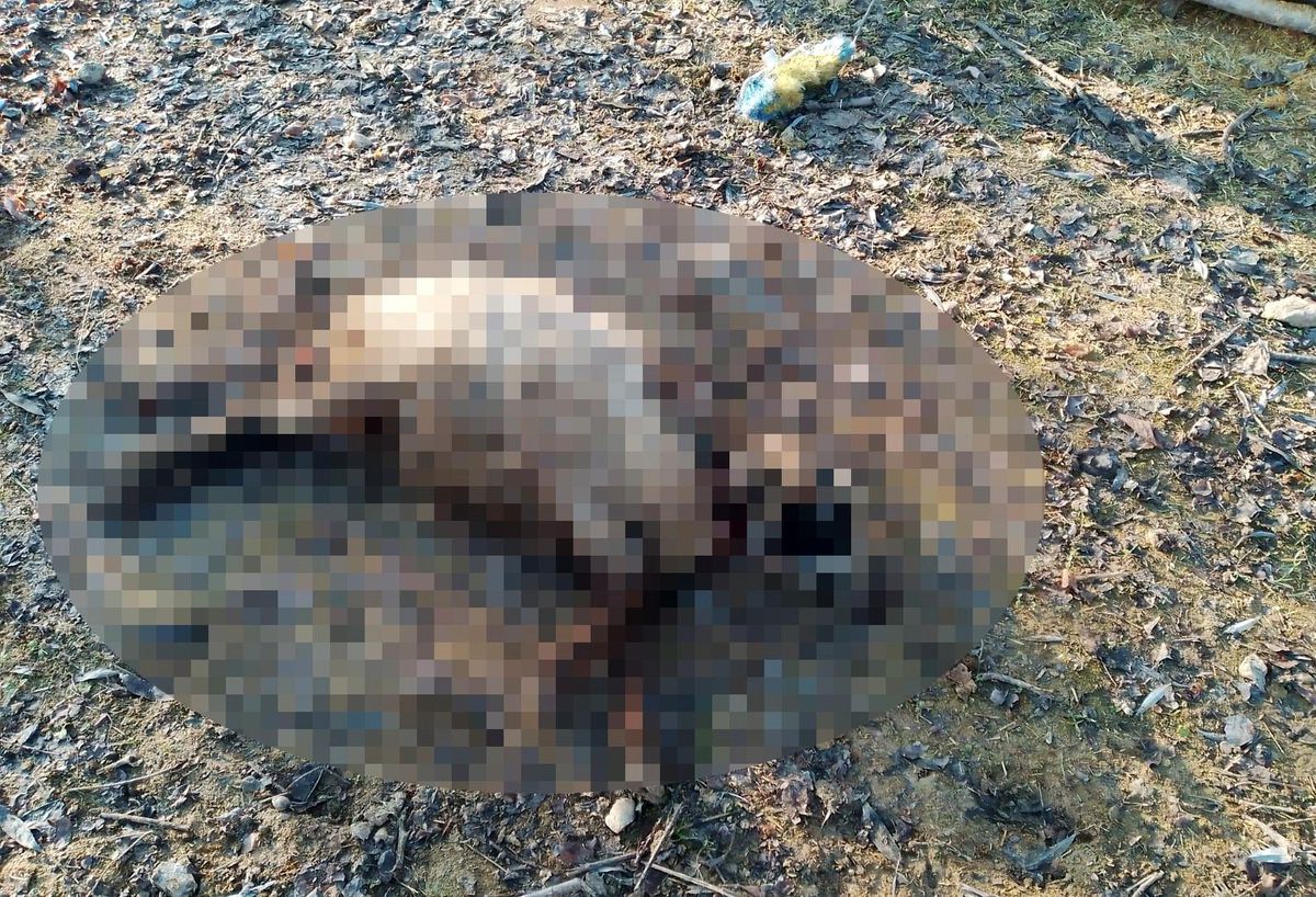 Elazığ\'da köpeklerin saldırısına uğrayan 4 koyun telef oldu