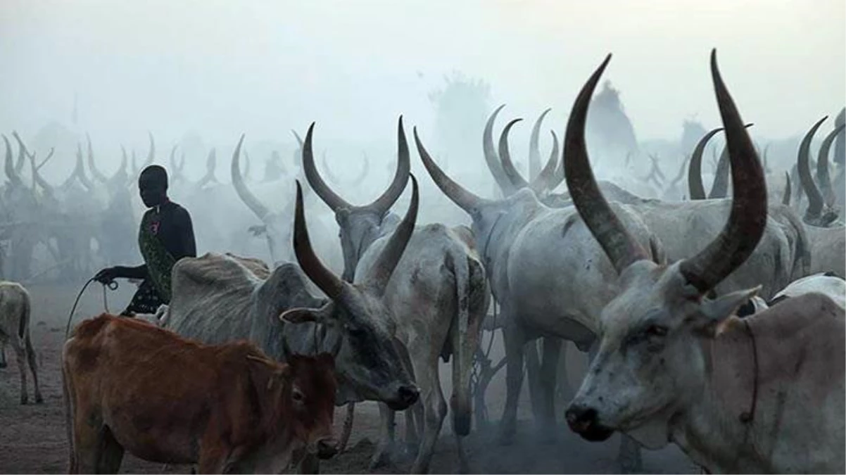 Güney Sudan\'da sığır hırsızları dehşet saçtı! Onlarca ölü ve yaralı var