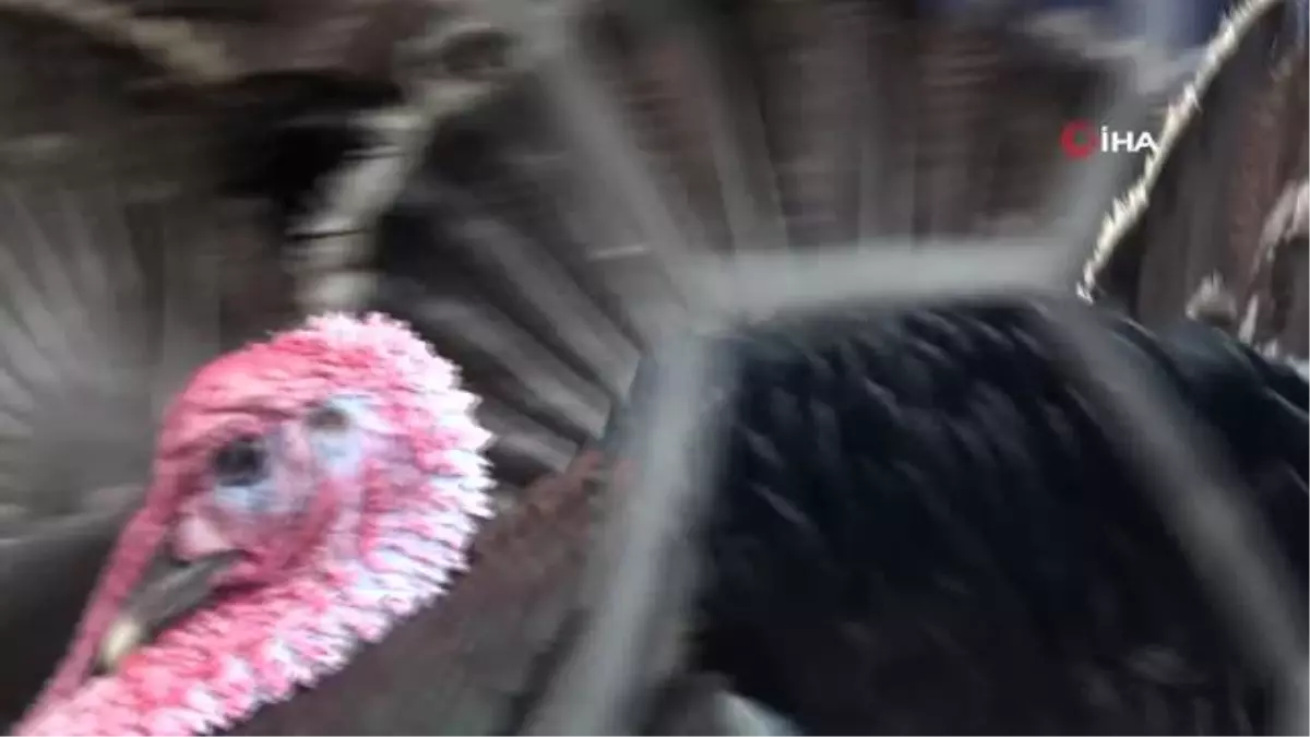 Organik köy hindileri pazarda yerini aldı