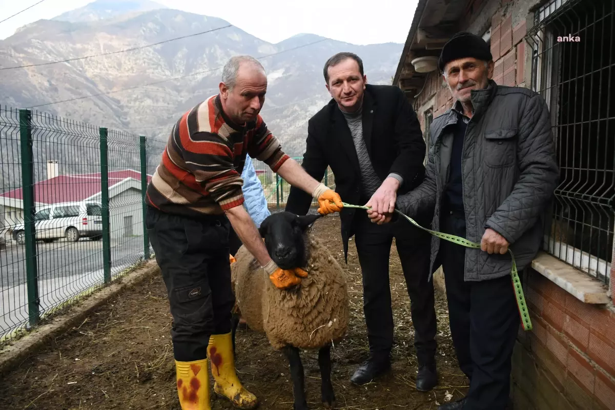 Artvin Belediyesi, İngiliz Irkı Suffolk Koyunları Üreticiyle Buluşturdu